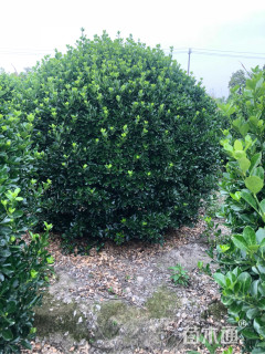 冠幅180厘米大叶黄杨球