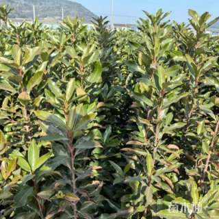 高度45厘米法国冬青绿篱