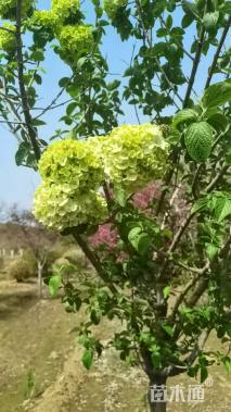 高度250厘米丁香