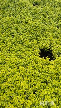 高度30厘米金叶女贞