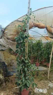 50厘米炮仗花