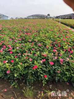 高度31厘米丰花月季