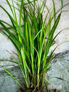 高度60厘米青绿苔草