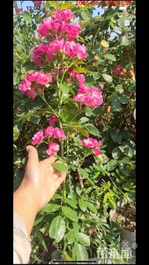 高度50厘米月季
