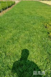 高度15厘米沿阶草