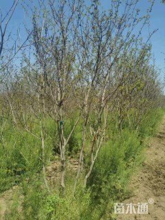 高度300厘米丛生紫薇