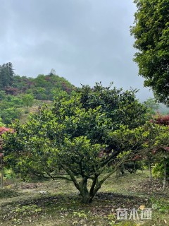 冠幅300厘米茶梅球