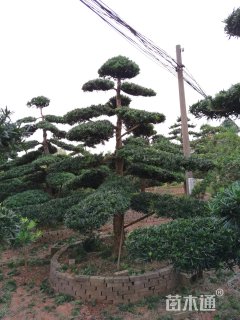 18公分造型罗汉松