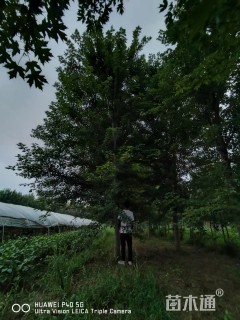 10公分美国红枫