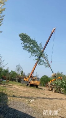 18公分美国红枫