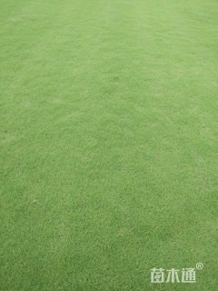 草卷状百慕大草