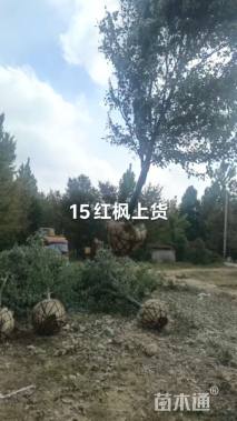 12公分绚丽海棠