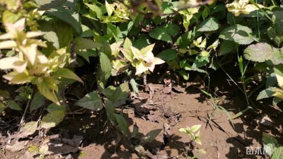 高度35厘米金焰绣线菊