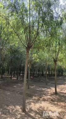 高度300厘米雪松