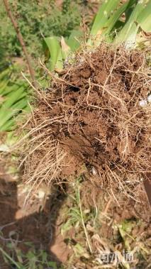 高度40厘米蓝花鸢尾