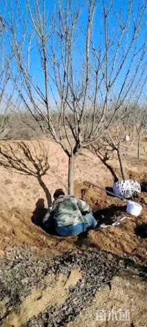 12公分日本晚樱