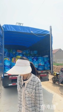 高度100厘米梭鱼草
