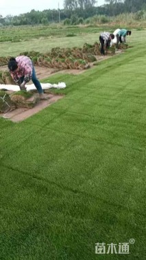 草卷状百慕大草