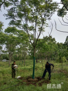 12公分黄山栾树