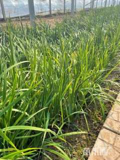 高度30厘米花菖蒲