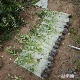 高度75厘米东北连翘