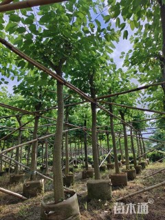 12公分红花羊蹄甲
