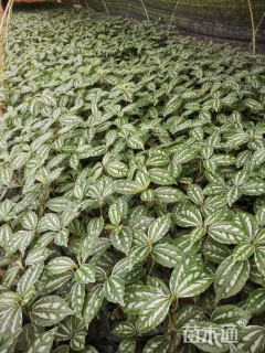 高度15厘米冷水花