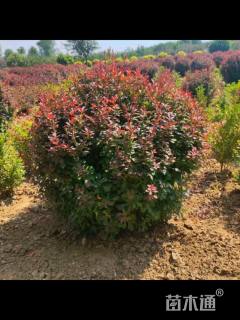 冠幅150厘米紫叶小檗球