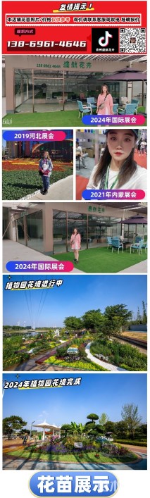 高度10厘米三色堇