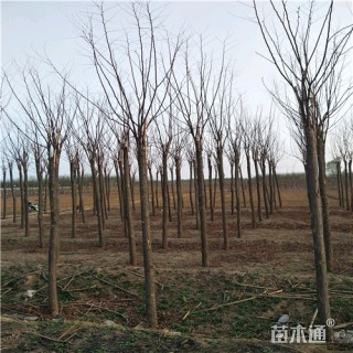 6公分香花槐