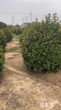 冠幅150厘米红叶石楠球