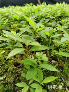 高度12厘米金丝楠木小苗