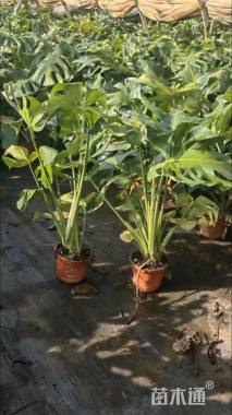 60厘米龟背竹