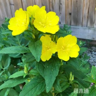 高度30厘米黄花月见草