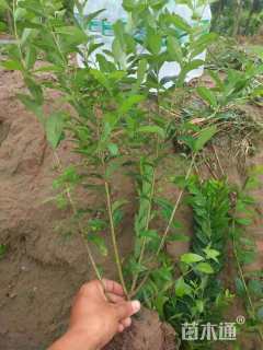 高度70厘米水蜡