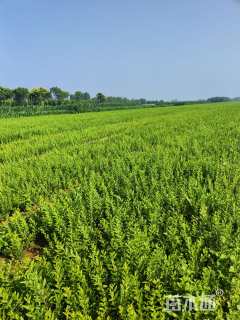 高度30厘米卫矛