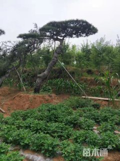 35公分造型油松