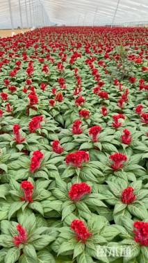 高度20厘米鸡冠花