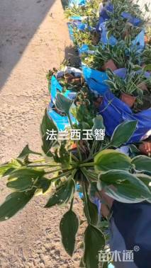 高度20厘米玉簪