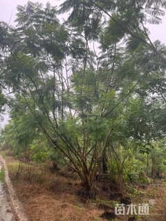 28公分蓝花楹