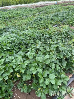 高度30厘米草莓