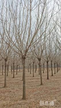 18公分金叶复叶槭