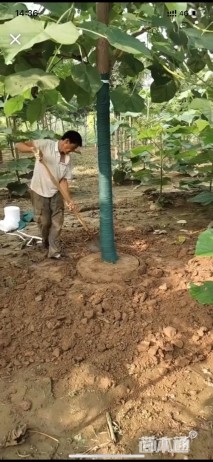 8公分泡桐