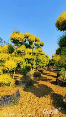 20公分造型亮晶女贞