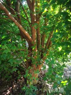 高度560厘米丛生三角枫