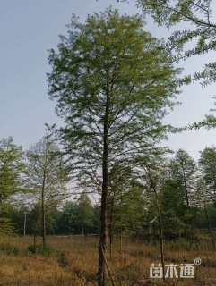 25公分墨西哥落羽杉