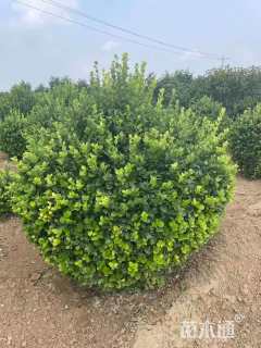 冠幅130厘米卫矛球