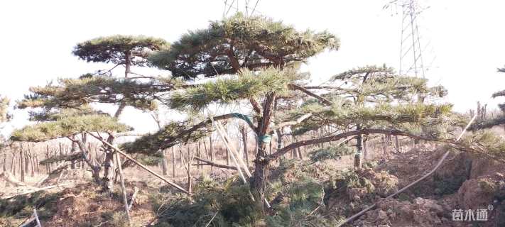 高度400厘米油松