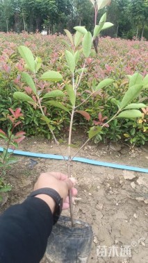 0.5公分红叶石楠