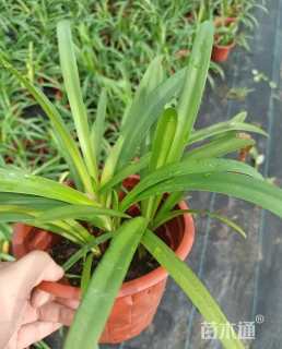 高度25厘米百子莲